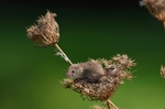 Harvest Mouse
