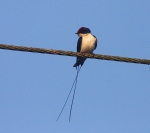 Wire Tailed Swallow