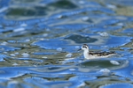 Red-necked Phalarope (juvenile), Farmoor