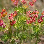 Cypress Spurge (Euphorbia cyparissias) 