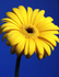 Gerbera 2