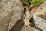 Curious Stoat looks around rock, Duck Island, Alaska