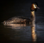 GREAT CRESTED GREBE 1