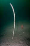 Funiculina quadrangularis