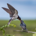 Wildlife portfolio