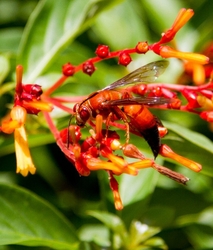 AnimalsCreatures _0033