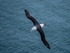 Black-browed Albatross