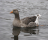 Greylag Goose