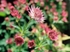 Astrantia