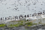Common Guillemots