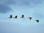 Dark-bellied Brent Geese