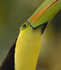 Keel-billed Toucan