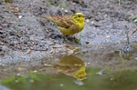 Yellowhammer
