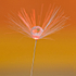 EF6A0922_Dandelion Seed