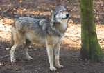 Canadian Timber Wolf