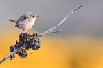 Falkland Grass Wren yellow gorse background, Carcass Island, Falklands