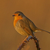 Robin