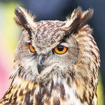 BBO-07-Erurasian Eagle Owl