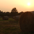 Hay Bales