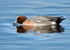 20100307-040 Wigeon