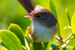 Female close-up 4
