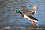 Mallard
