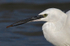 Little Egret close-up on Brownsea Island