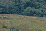 Arnison Horseshoe-19