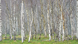 White woods III - Silver birch forest