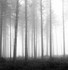 Misty Pines EDC 080