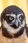 Spectacled owl Pulsatrix perspicillata 350