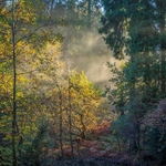 Misty Autumn Woodland