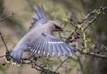 WAXWING 19