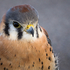 Kestrel