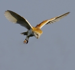 Barn Owl
