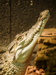 Crocodiles and Monitors-2