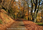 Autumn in Kilminorth Woods