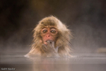 Young Japanese Macaque