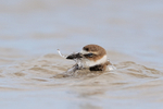Wilson's Plover portfolio