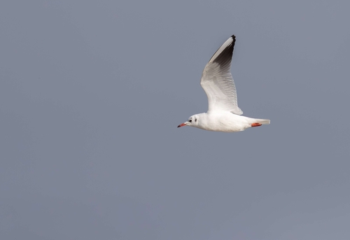 Black Headed Gull (Chroicocephalus ridibundus)