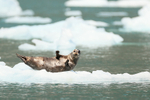 Common Seal (female) on ice, Surprise Inlet, Alaska