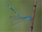 Blue Damselfly in mating display