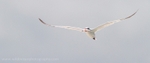 FLB042: Tern with fish