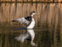December - Great Northern Diver