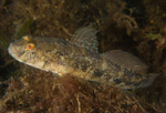 Gobius niger
