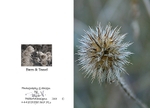 Winter 8.  Burrs  Teasel