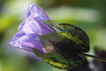 Nicandra3
