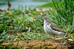 Spotted Sandpiper 200815 14a