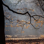 Winter Beech Leaves