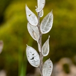 Fibigia (Fibigia clypeata)